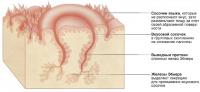 Продольный разрез вкусового сосочка