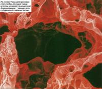 Пространство ячейки легочной ткани, которое называется альвеолой