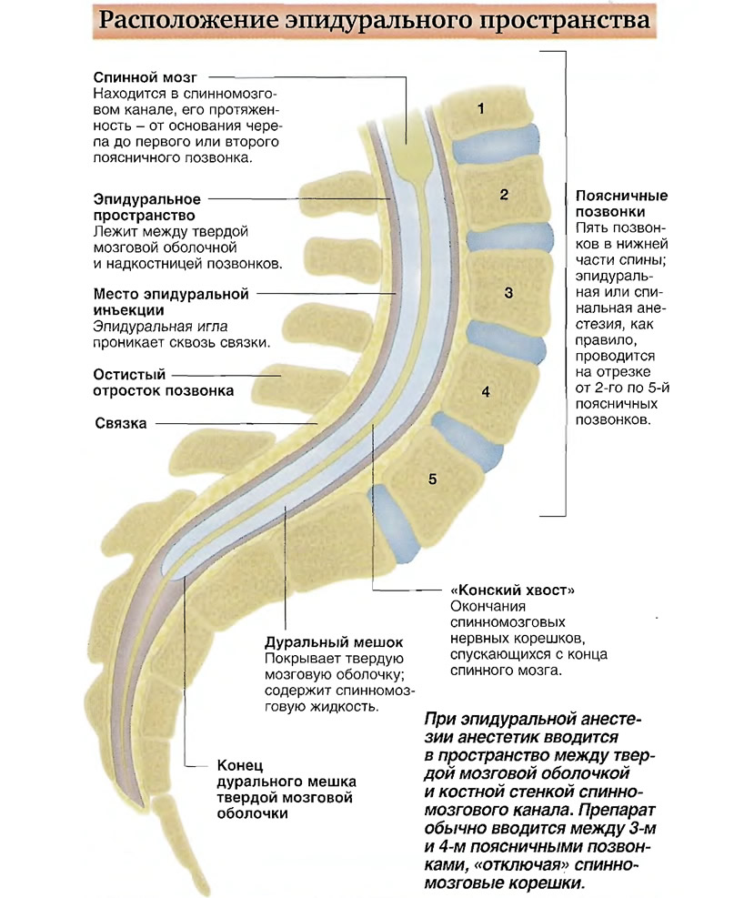 Эпидуральная спинная. Эпидуральная анестезия строение спинного мозга. Расположение эпидурального пространства. Эпидуральное пространство спинного мозга. Анатомия эпидурального пространства.
