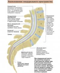 Расположение эпидурального пространства