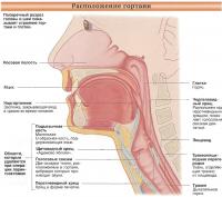 Расположение гортани