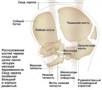 Расположение костей черепа плода при сроке около четырех месяцев беременности