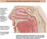 Расположение небных миндалин и аденоидов