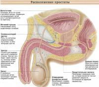 Расположение простаты