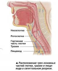 Расположение трех основных частей глотки