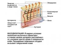 Расширение кровеносных сосудов