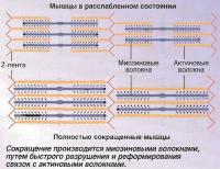 Расслабленне состояние и сокращенная мышца