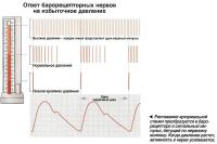 Растяжение артериальной стенки преобразуется в барорецепторе в сигнальный импульс