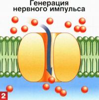 Раздражение рецепторов открывает натриевые каналы, ионы натрия входят в клетку, генерируя импульс