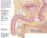 Разрез мочеполовой системы мужчины