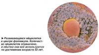 Развивающаяся яйцеклетка в центре фолликула