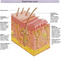 Рецепторы кожи