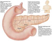 Роль поджелудочной железы