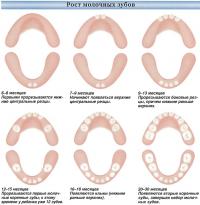 Рост молочных зубов