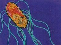 Salmonella в кишечнике вызывает гастроэнтерит, но антибиотики неэффективны
