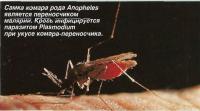 Самка комара рода Anopheles