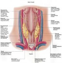 Щитовидная железа. Вид сзади
