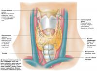 Щитовидная железа