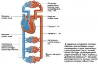 Сердечно-сосудистая система