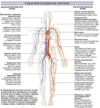 Сердечно-сосудистая система