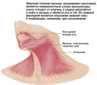 Широкая плоская мышца платизма