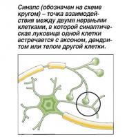 Синапс - точка взаимодействия между двумя нервными клетками