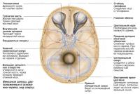 Синусы основания черепа