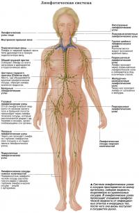 Система лимфатических узлов и сосудов простирается по всему организму