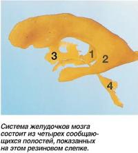 Система желудочков мозга состоит из четырех сообщающихся полостей