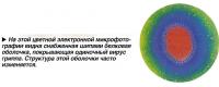 Снабженная шипами белковая оболочка, покрывающая одиночный вирус гриппа