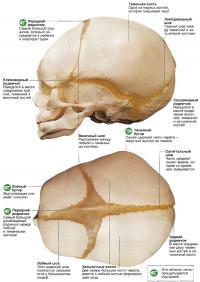 Соединения костей черепа ребенка