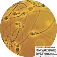 Сперматозоид человека состоит из головки и хвостика