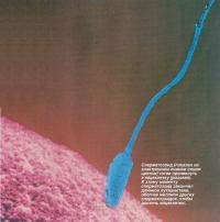 Сперматозоид (синий цвет) готов проникнуть в яйцеклетку (розовая)