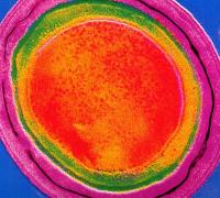 Спора Clostridium tetani на микрофотографии — выживает в почве, активируется в ране