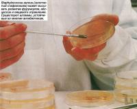 Staphylococcus aureus может вызывать развитие фурункулов