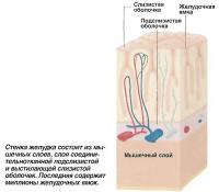 Стенка желудка состоит из мышечных слоев