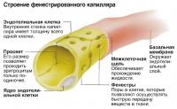 Строение фенестрированного капилляра