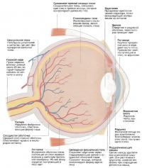 Строение глаза человека