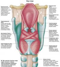 Строение гортани