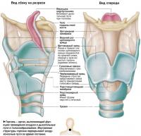 Строение гортани