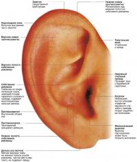 Строение наружного уха