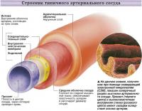 Строение типичного артериального сосуда