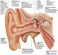 Строение уха