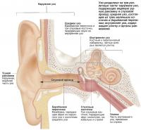 Строение уха