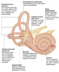 Строение внутреннего уха