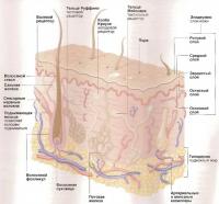 Структура кожи