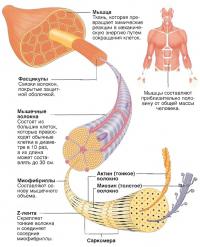 Структура мышц