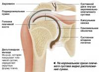 Сумки плечевого сустава