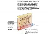 Сужение кровеносных сосудов