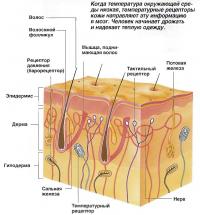 Температурные рецепторы кожи